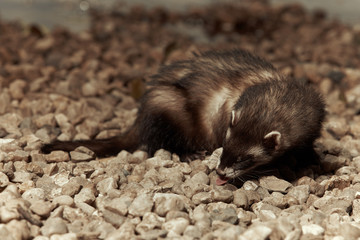 Ferret on stone beach