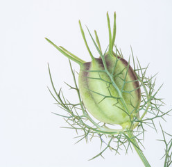 Jungfer im Gr&uuml;nen