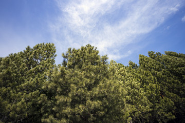 Trees
