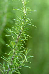 Fresh Rosemary Herb
