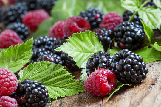 Fresh ripe raspberries and blackberry with large leaves on the o