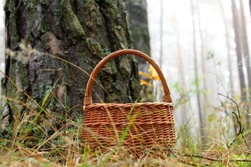 Fototapeta na wymiar wicker basket in a pine forest in foggy weather