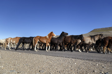 Band of Horses