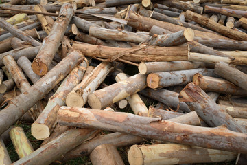 Timber wood texture