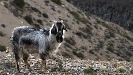 Wild Goat