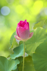 A small lotus is blossoming.  Look like a rose.