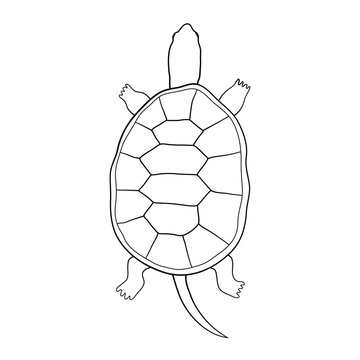 Hand drawn tortoise illustration in cartoon style