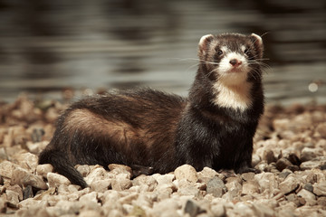 Black ferret female