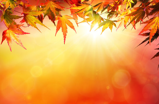 Autumn background with red leaves and sunshine