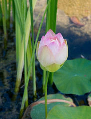 Blooming Lotus flower (Nelumbo nucifera) in pond. Botanical Garden University of Karlsruhe, Germany