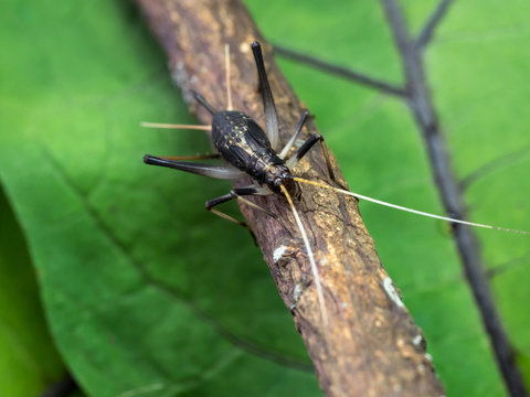 139 最適な 鈴虫 画像 ストック写真 ベクター Adobe Stock