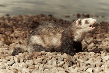 Laughing ferret