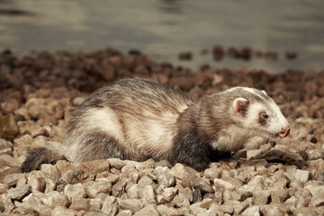 Cute ferret female