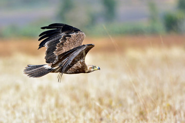 aigle