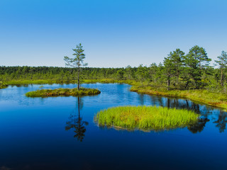 Obraz na płótnie Canvas Island with pine tree on 