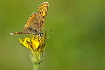 Obraz premium Schutz