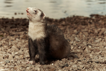 Ferret male near lake 