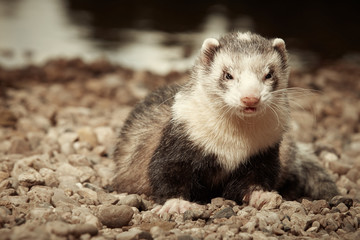 Ferret male posing on gravel beach 
