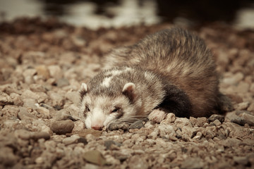 Ferret male laying on gravel