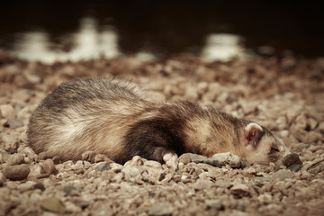 Ferret male relaxing