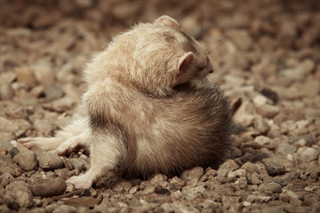 Silver ferret execising on gravel beach