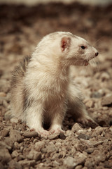 Silver ferret female posing on gravel beach near lake for pet portraits