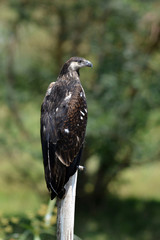 aigle vocifère