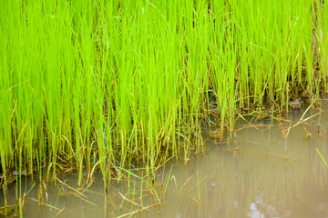Rice seedling
