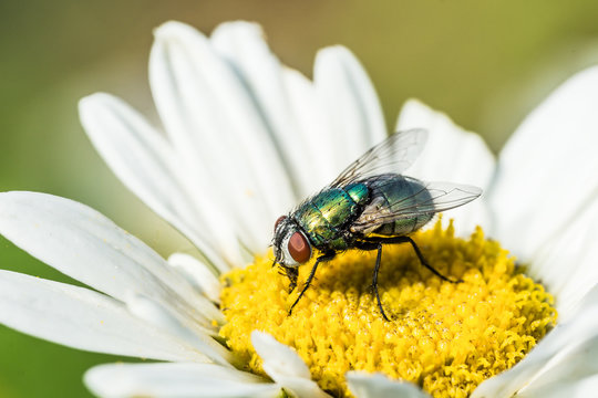 Close up photo of a green metallic fly in a daisy