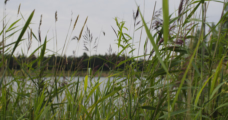 reed grass on lake in summer