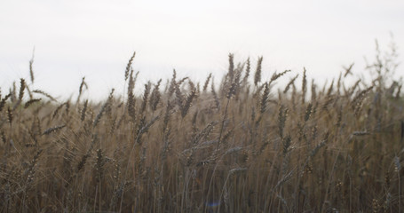 Fototapeta premium grain field with wheat or rye ready for harvest