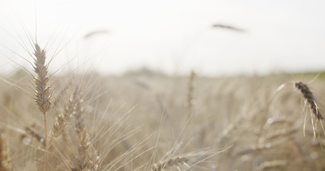 Fototapeta premium grain field with wheat or rye ready for harvest