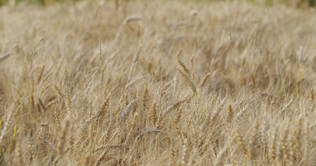 grain field with wheat or rye ready for harvest