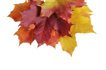 maple autumn leaves border
