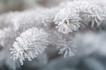 fir covered with hoar frost closeup photo