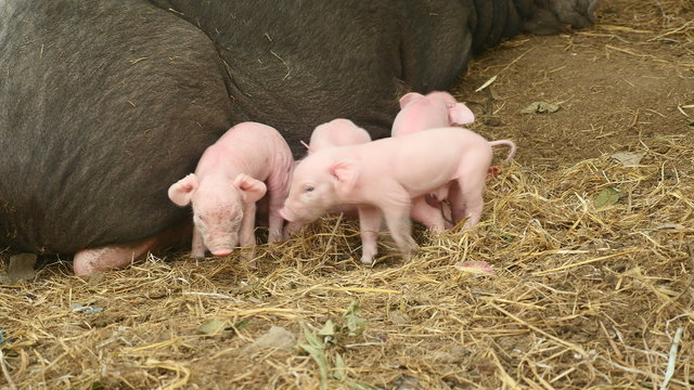 Piglets trying to grasp teats from teats of a black sow with dense hair lying down on the ground ( close up ) 