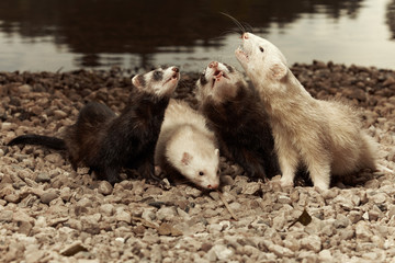 Singing ferrets