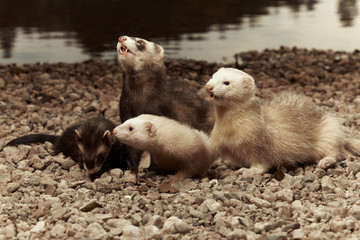 Group of ferret smiles