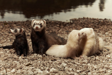 Group of nice ferrets