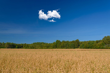 Obraz premium Clouds over the field clean clear summer weather.