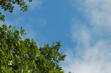 Green Trees with Blue Sky Background