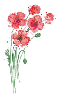 Watercolor painting of red poppies. Watercolor floral decorative element.