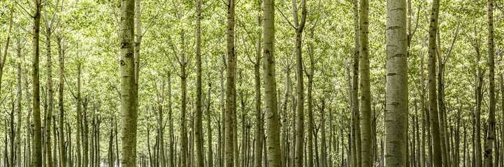 Birch horizontal background