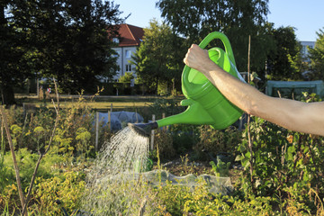 a watering can in action