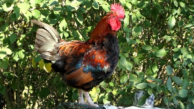 Brown Rooster Cockerel preening and crowing twice