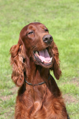 The portrait of Irish Red Setter on a green grass lawn
