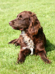 The portrait of German Spaniel on a green grass lawn