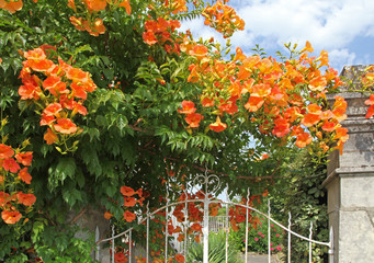 Campsis