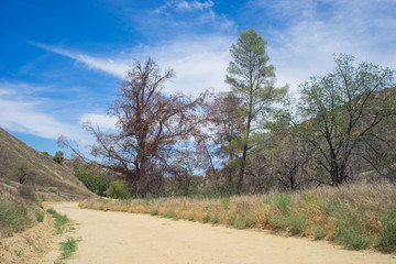 Fototapeta na wymiar Sandy Dirt Road in Wilderness