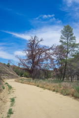 Fototapeta na wymiar Dirt Trail Curves into Forest